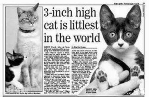 1566313810775604.jpg 世界上体型最小的猫咪,是变异还是虚构?