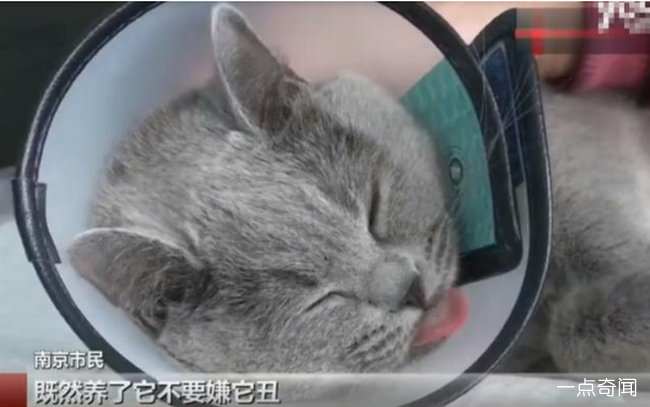 万元给猫割双眼皮 这些沙雕主人为何不去上天