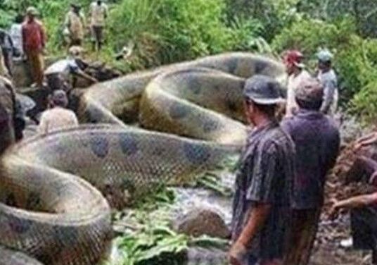 广西桂平挖蛇事件 140岁金色蛇长16米头有蛇冠