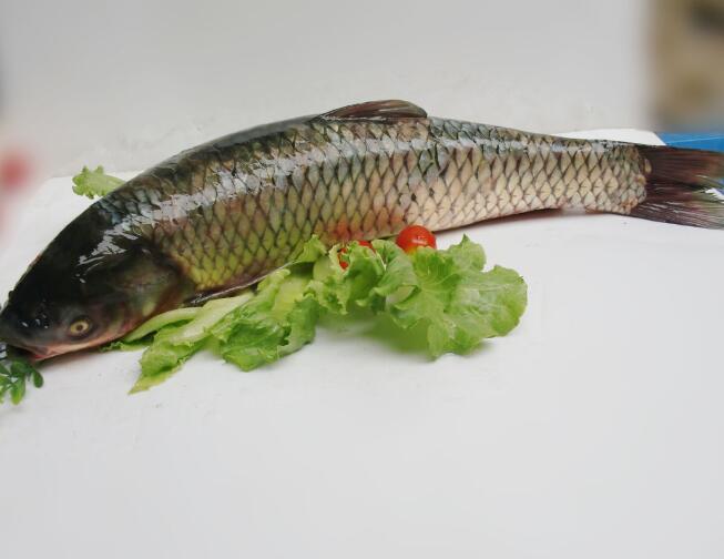 中国四大家鱼 好吃有营养