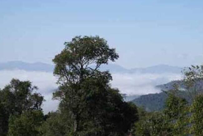 云南六大茶山 历史悠久的茶历史