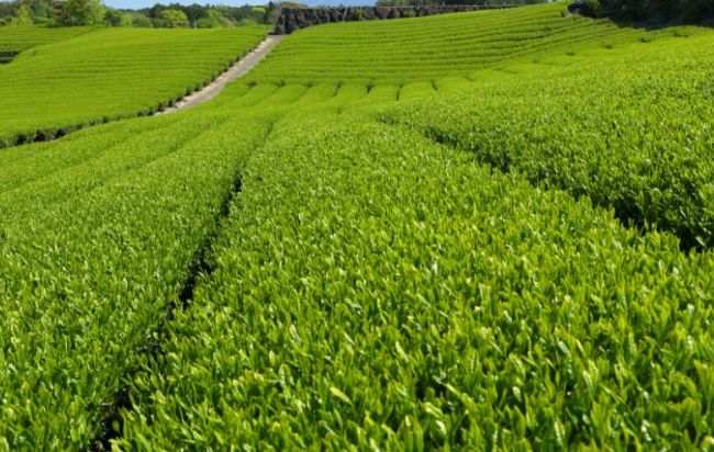 世界十大茶叶生产国 蹦养生迪不如来喝茶