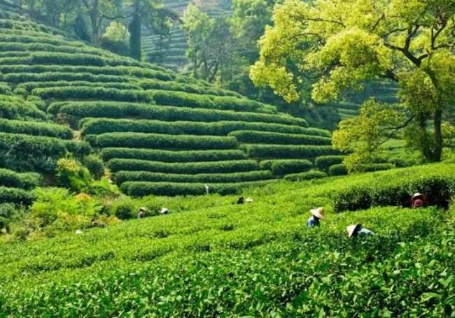 世界十大茶叶生产国 蹦养生迪不如来喝茶