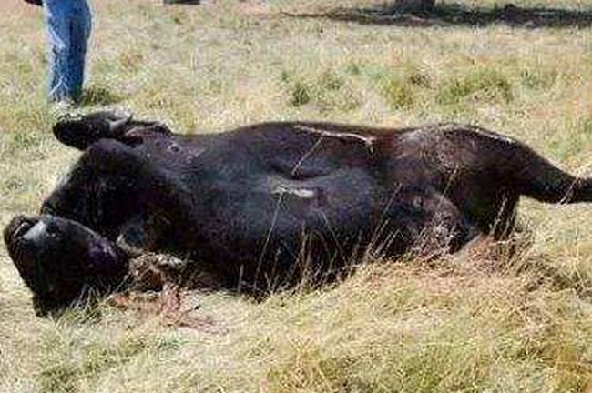 屠牛事件 母牛疑似被外星人分尸