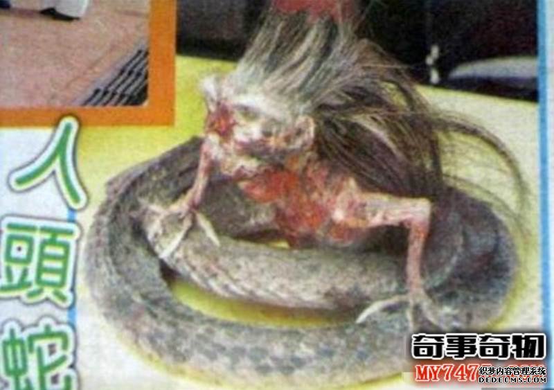 印尼蛇王竟捕捉到人头蛇身怪物真的吗